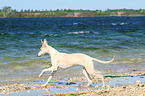 running Whippet