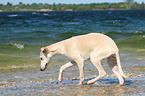 Whippet at the water