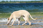 Whippet at the water