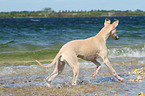 running Whippet