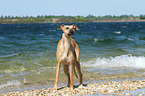 Whippet at the water