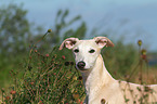 Whippet Portrait