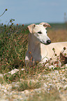 lying Whippet