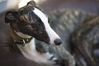 Whippet Portrait