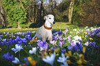 lying Whippet