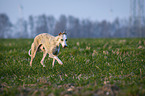 running Whippet