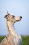 Whippet Portrait