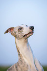 Whippet Portrait