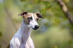 Whippet Portrait