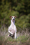 sitting Whippet