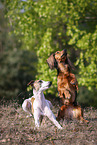 Whippet and Dachshund