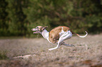 running Whippet