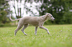 running Whippet