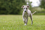 Whippet