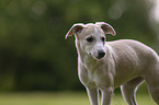 Whippet