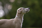 Whippet Portrait
