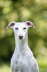 Whippet Portrait