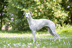 standing Whippet