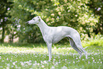 standing Whippet