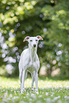 standing Whippet