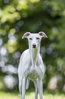 standing Whippet