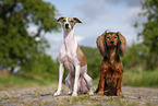 Whippet and Dachshund