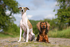 Whippet and Dachshund