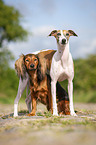 Whippet and Dachshund