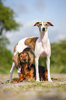 Whippet and Dachshund