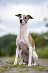 sitting Whippet