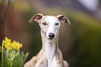 Whippet Portrait