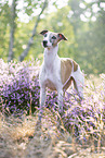 standing Whippet