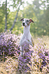 sitting Whippet