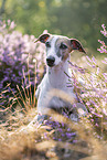 lying Whippet