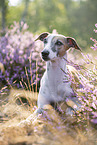 lying Whippet