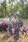Whippets in the heath