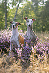 Whippets in the heath