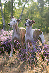 Whippets in the heath