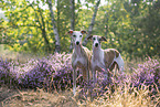 Whippets in the heath