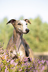 standing Whippet