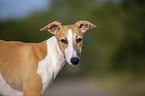 Whippet Portrait