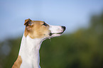 Whippet Portrait