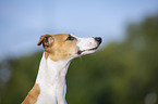 Whippet Portrait