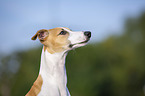 Whippet Portrait