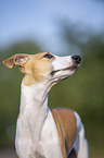 Whippet Portrait