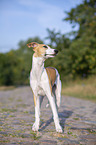 standing Whippet