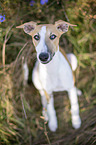 sitting Whippet