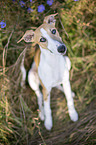 sitting Whippet