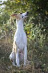 sitting Whippet