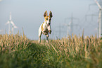 running Whippet